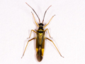 Cyllecoris histrionius